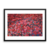 Flowers - I